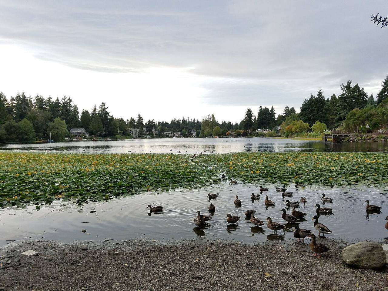 Bitter Lake, Seattle-area real estate